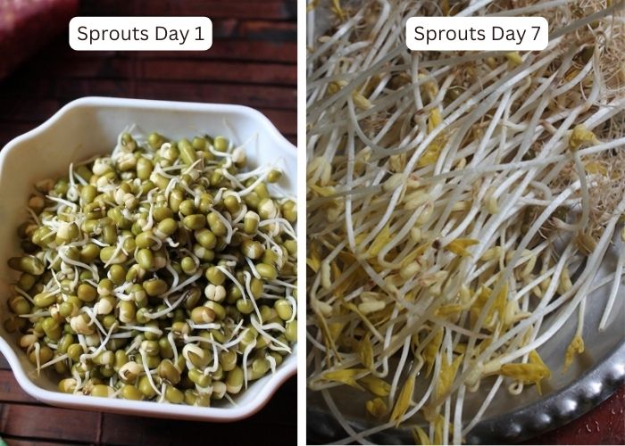 sprouts growth