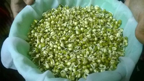 day 1 of sprouting