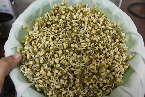 day 2 of sprouting