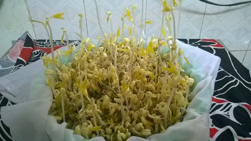 day 3 of sprouting