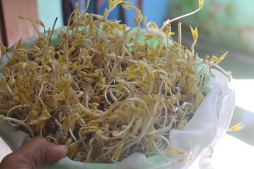 day 4 of sprouts