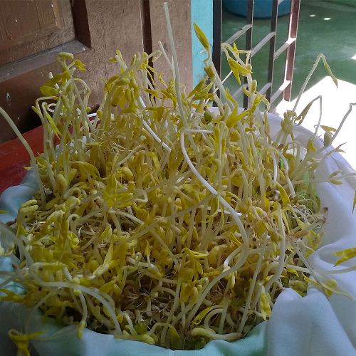 day 5 of sprouts