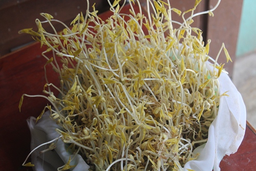 day 6 of sprouts