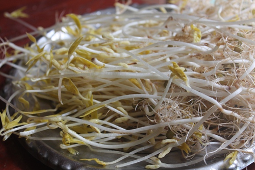 harvested sprouts