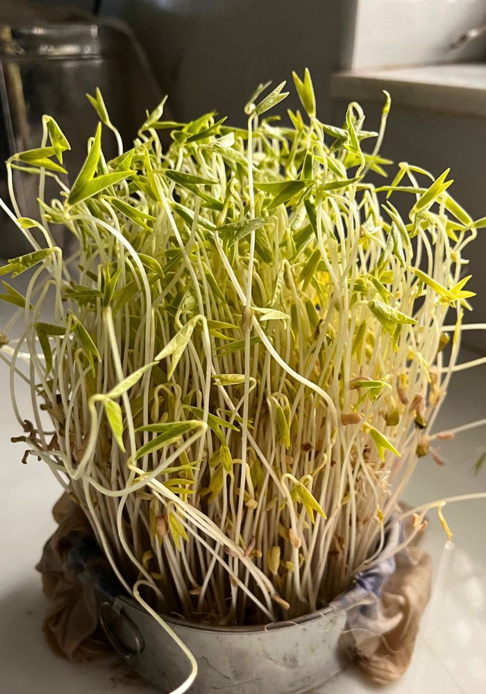 asian variety green gram