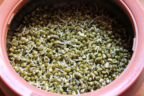 sprouted green gram
